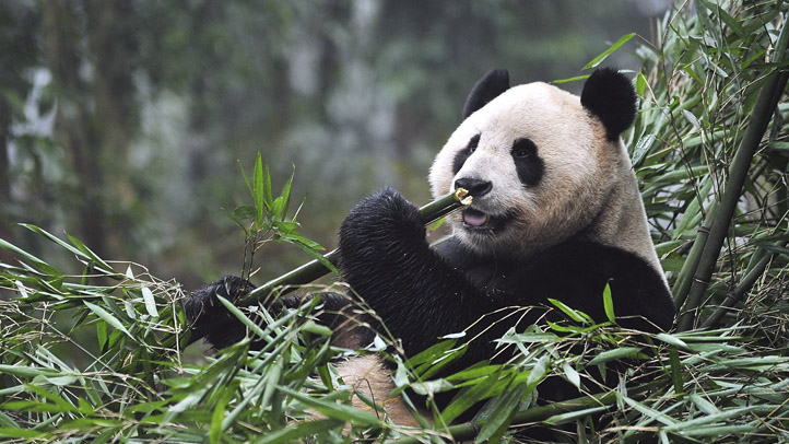 Scottish Chinese Panda