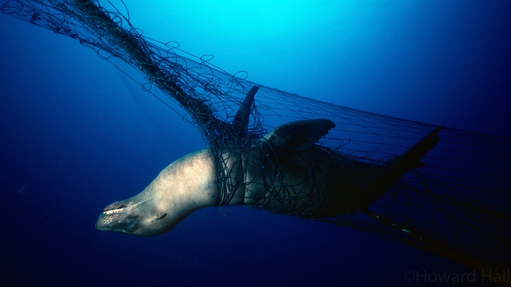 A sea lion entangled in a drift gill net off the California coast.