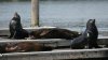 Monterey's Sister City Park closure continues due to crowding of sea lions on beach