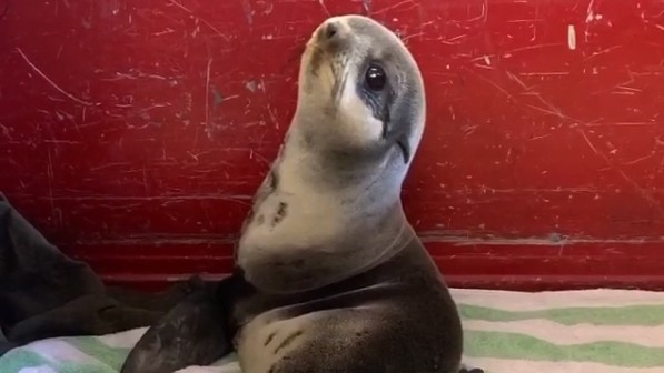 SealRescueRWC
