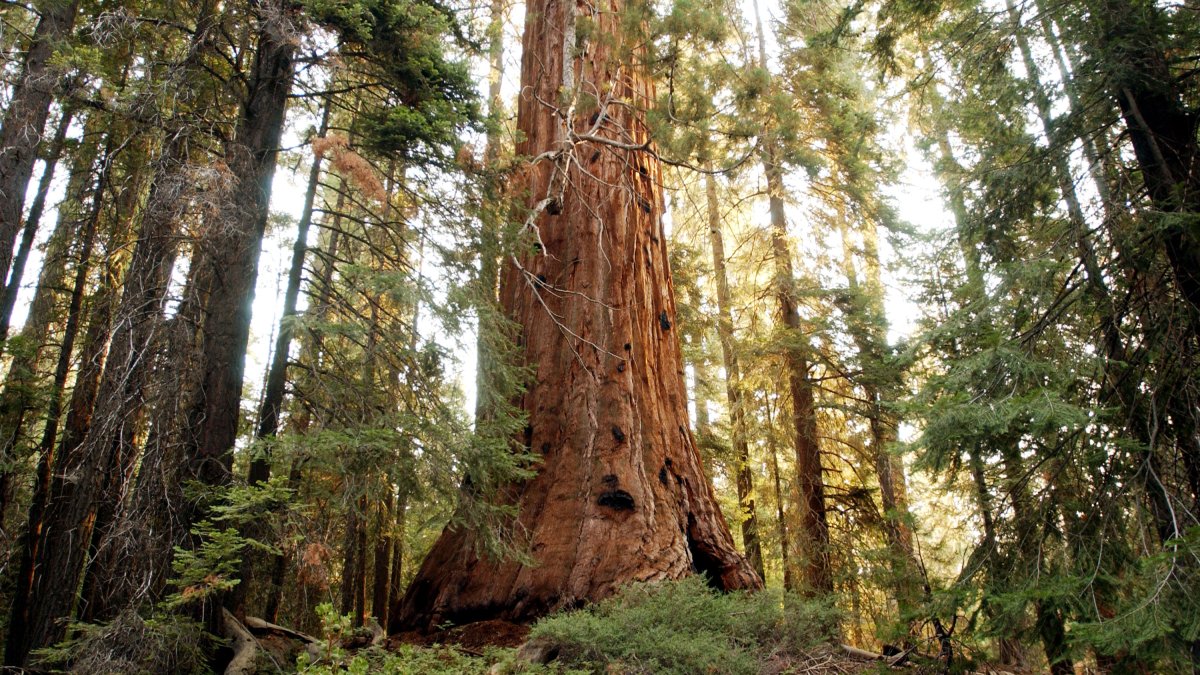 Hop a Ride to the Big Trees on the Sequoia Shuttle - Vimarsana News