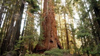 1. Giant Sequoia National Monument, California