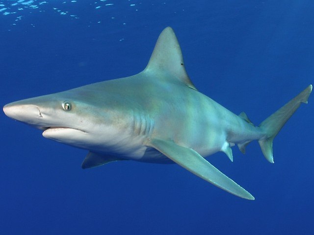 Shark Days at Monterey Bay Aquarium – NBC Bay Area