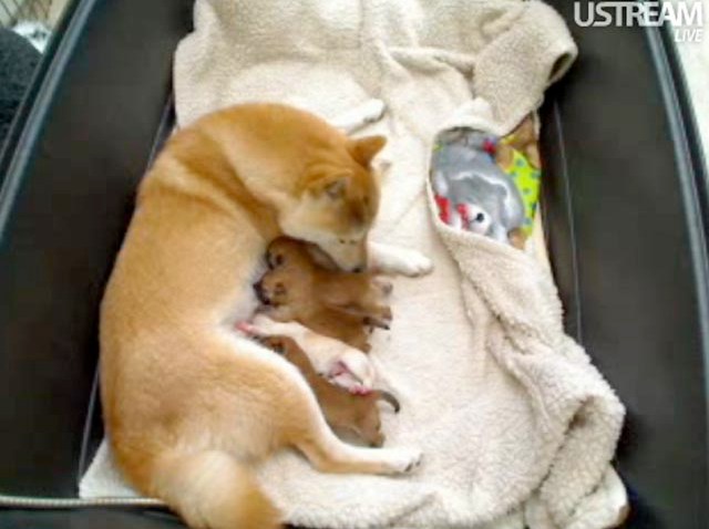 Cuteness Strikes Back Shiba Inu Puppycam Returns Nbc Bay Area