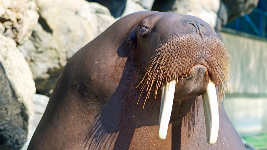 Sivuqaq