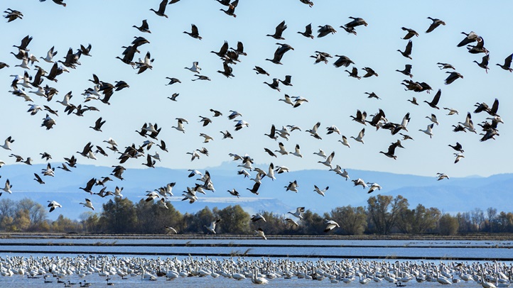 SnowGeese_8323