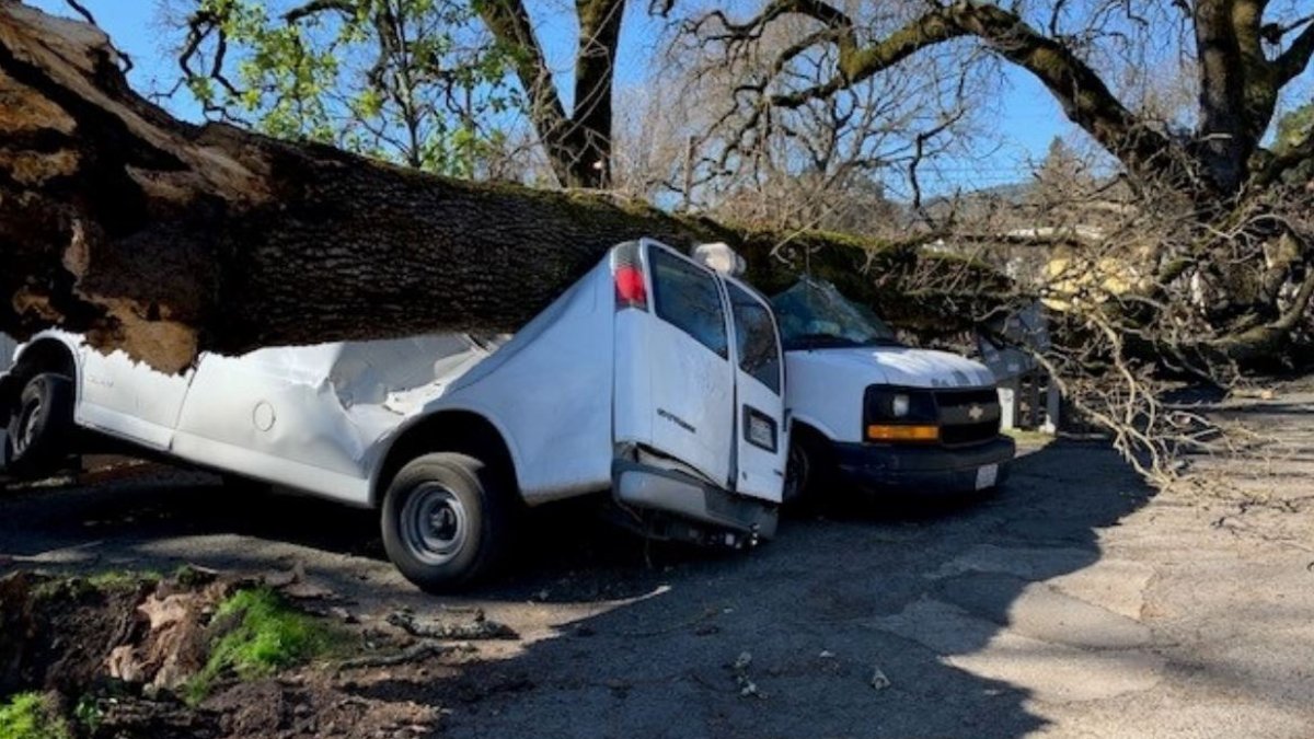 Fallen Trees, Power Outages Due to High Winds Across Bay Area – NBC Bay ...
