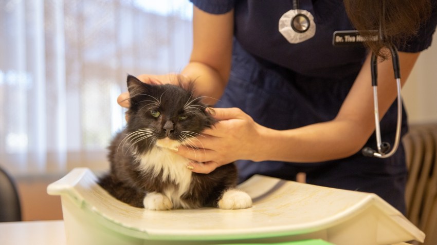 SpayNeuter