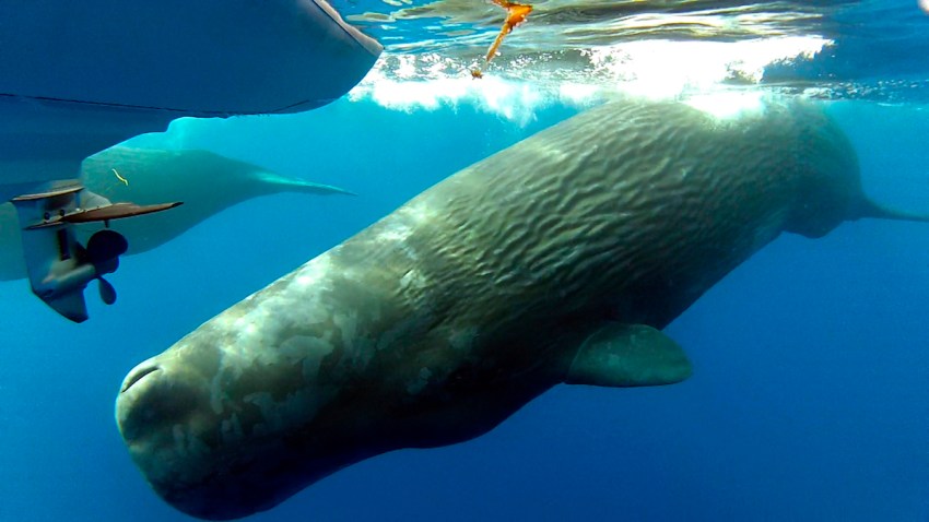 Sperm-Whales-Orange-County