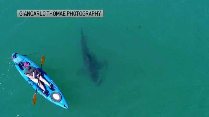 Surfer Killed in Santa Cruz County Shark Attack – NBC Bay Area