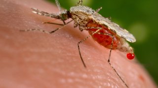 Malaria mosquitoes