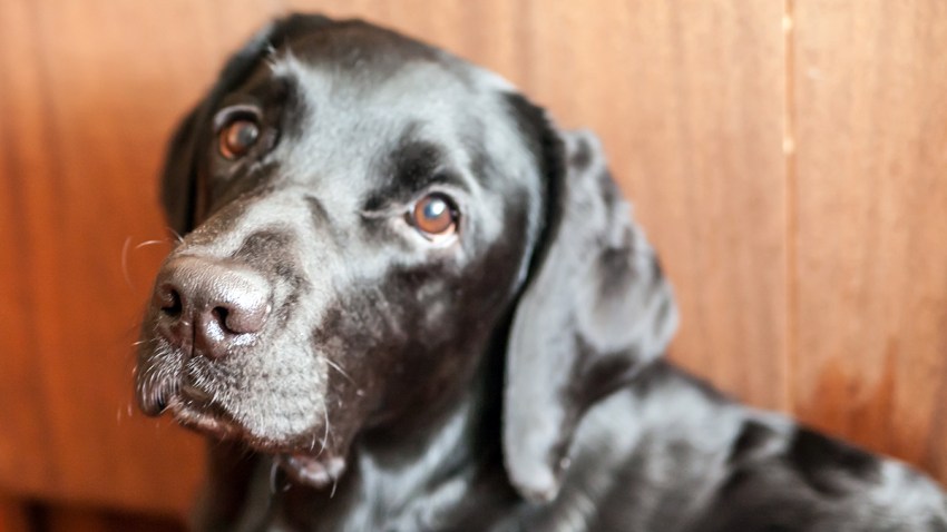 TLMD-perro-labrador-st-shutterstock-st