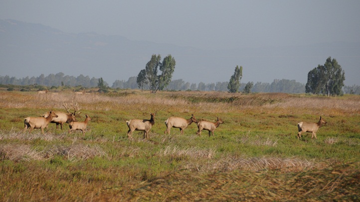 The Tule Elk of Grizzly Island – NBC Bay Area