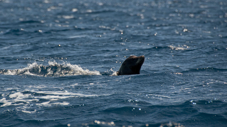 USCGSeaLion6_0826