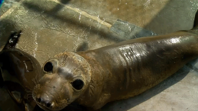 Sea Lion SeaWorld San Diego Rescued Pups 0109 2016