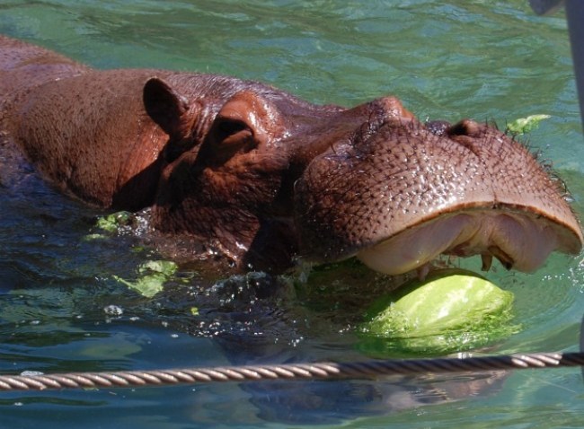 WatermelonChomp3