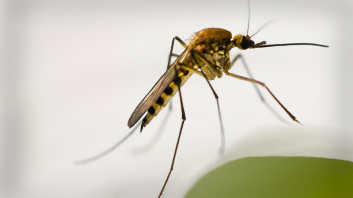 West Nile virus found in Milpitas mosquitoes – NBC Bay Area