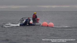 Crews help disentangle a whale off the California coast.