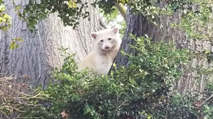 WhiteRaccoon