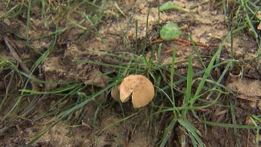 Why_Eating_Wild_Mushrooms_Is_So_Dangerous.jpg
