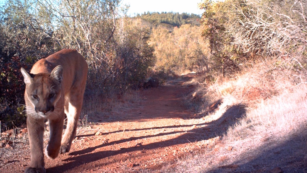 Sonoma Wildlife Corridor – NBC Bay Area