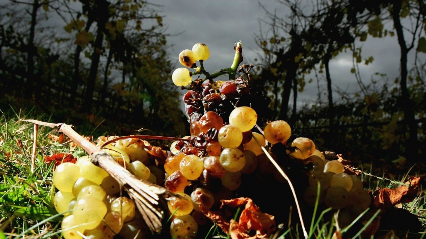 WineGrapesGeneric