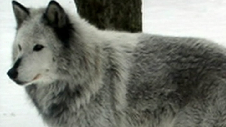 Wolf_Generic