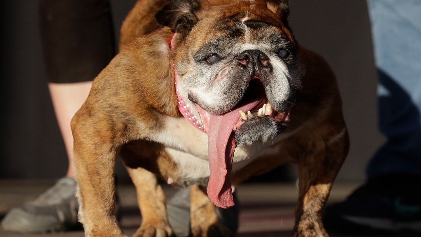 APTOPIX World's Ugliest Dog