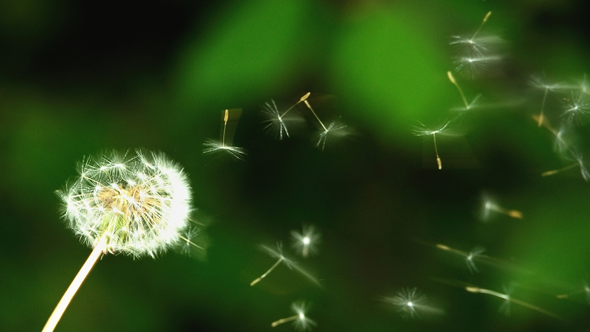 Climate Change Making Allergies Worse NBC Bay Area