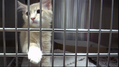 South Bay Animal Shelters at Capacity – NBC Bay Area South Bay Animal Shelters at Capacity – NBC Bay Area
