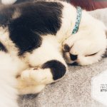 baby the cat 2