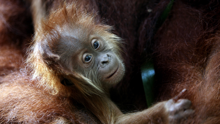 Orangutans Get Special Screening of Orangutan Movie – NBC Bay Area