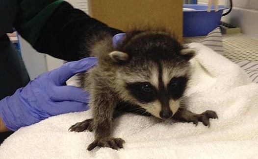 babyraccoonwalnut1