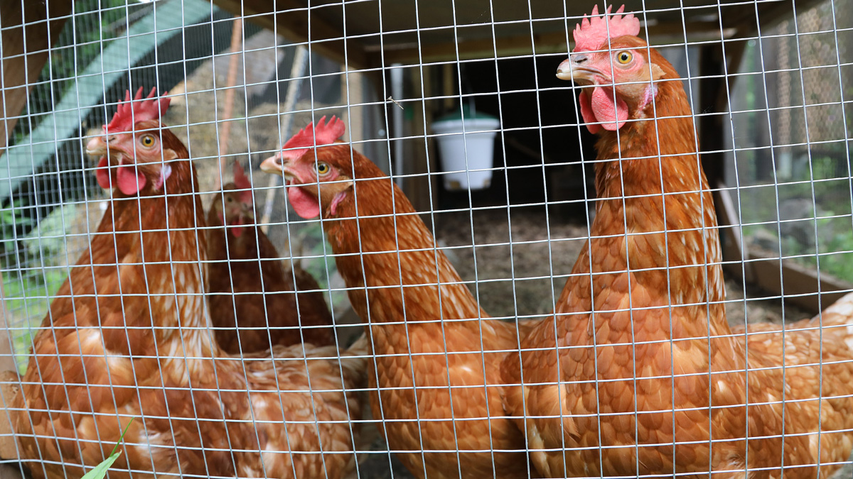 CDC: Backyard Chickens Likely Cause of Salmonella ...