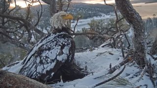 bald-eagle-cam-190528
