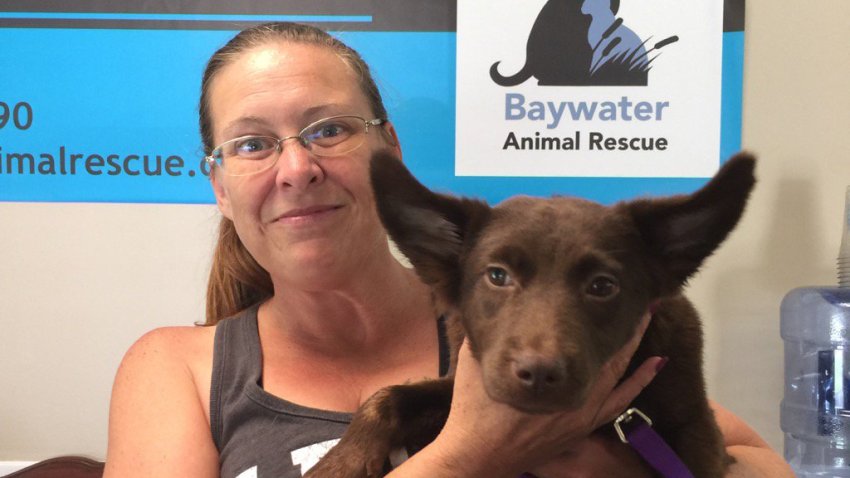 baywater_animal_rescue
