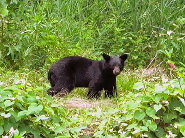 bear hunt