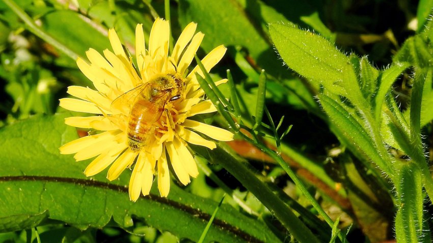 Pollen Problems: How Climate Change Supersizes Allergy Season