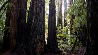 Coastal Redwoods stand in the Big Basin Redwoods State Park on January 27, 2018 in Boulder Creek, California. (Photo by Carolyn Van Houten/The Washington Post via Getty Images)
