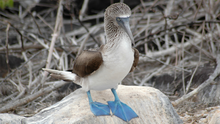 blue-footed-booby