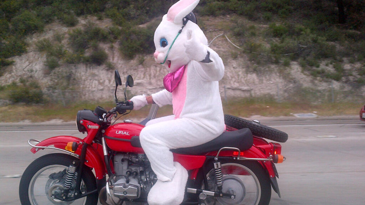 Motorcycling Easter Bunny Unmasked – NBC Bay Area