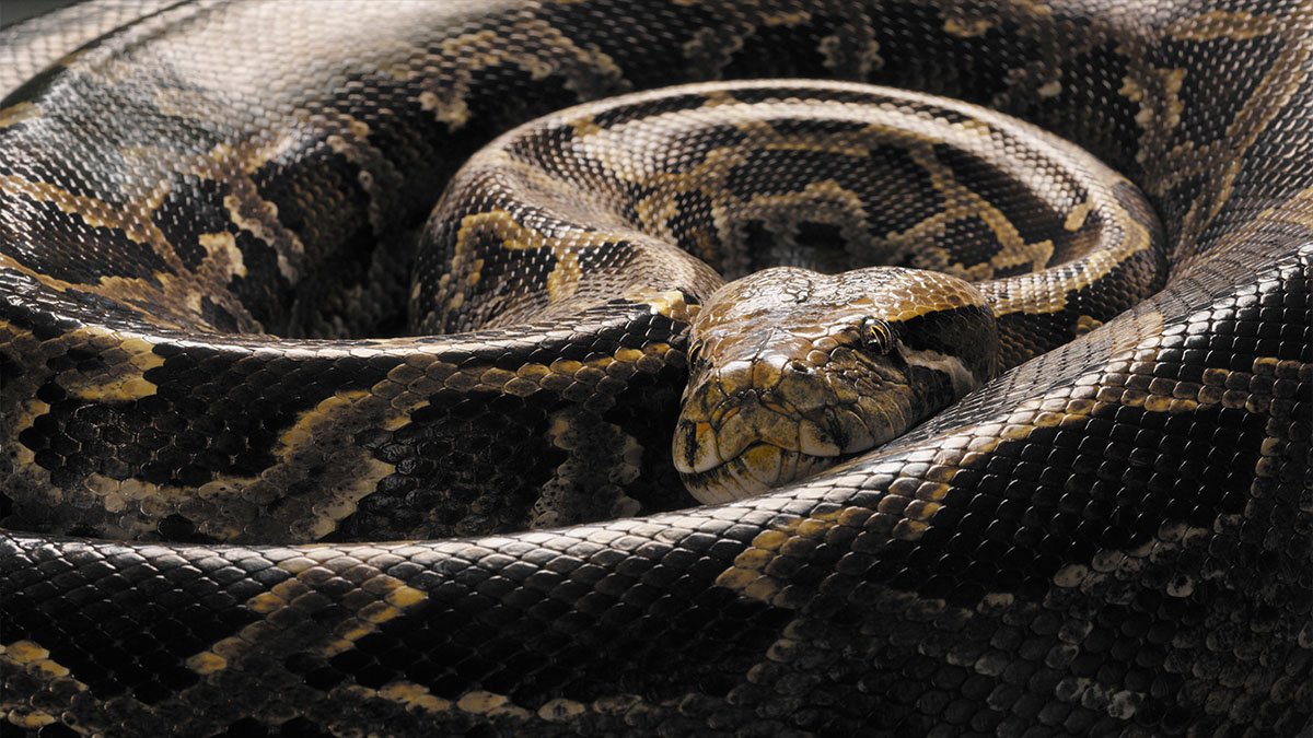 Pregnant python found in Florida Everglades with over 60 eggs – NBC Bay Area - Vimarsana News