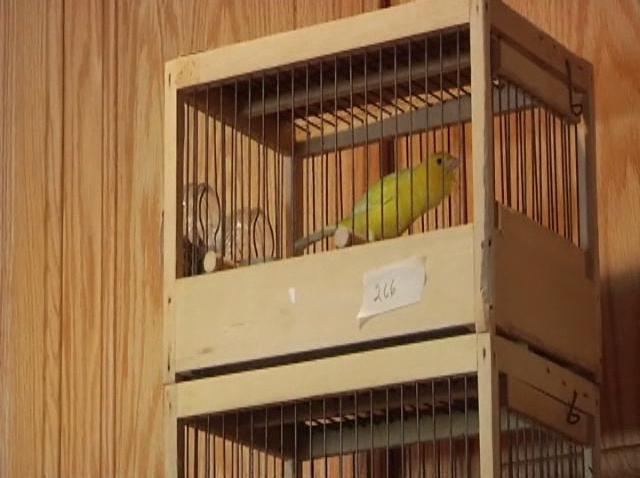 canary001