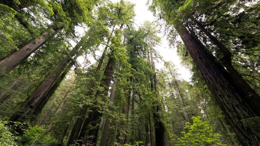Northern California Redwood Forest Preserved In 25m Deal Nbc Bay Area