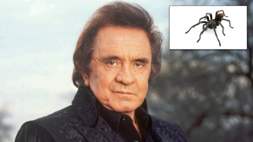 cash-and-spider