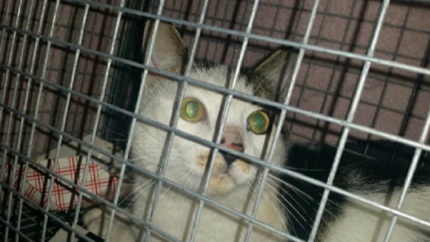 cat scalded