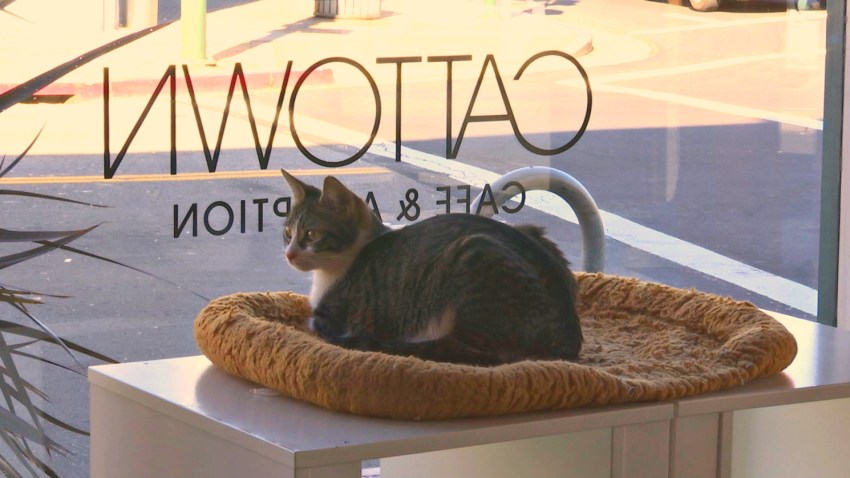 cat town 7