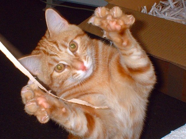catdeclawgeneric