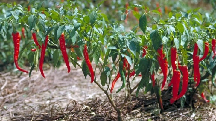 chilifestivalhighland12345