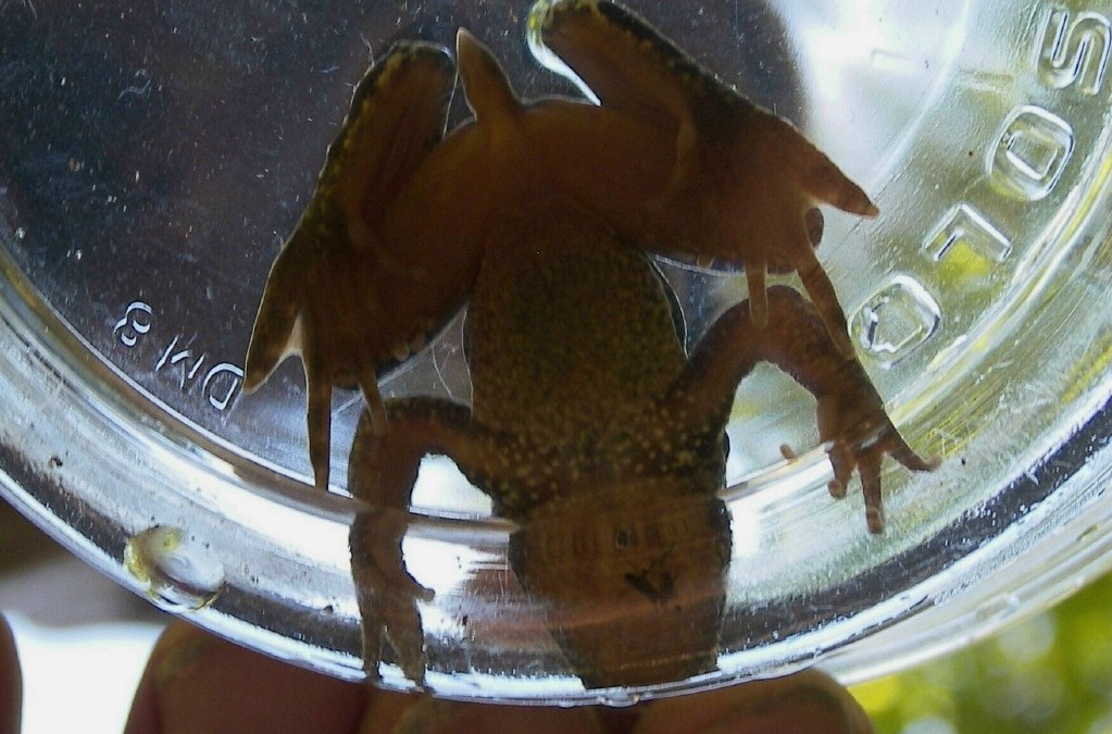 Coastal Tailed Frog Is Proud of Its Tadpole NBC Bay Area